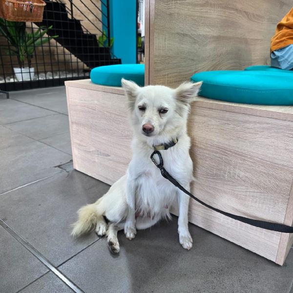 Pepper, una dolcissima pelosetta Foto 6